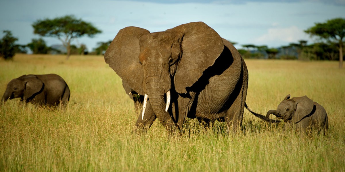 African elephant